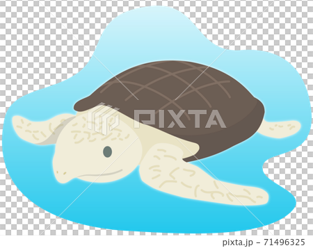 Archelon Dinosaur Stock Illustration