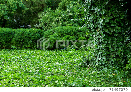 green area in the park with plants climbing ivy over the lawn and tree trunks in the background are bushes with trees. green area in the park with plants climbing ivy over the lawn and tree trunks in the background are bushes with trees. 71497070
