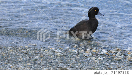 New Zealand Scaup, Aythya novaeseelandiae, resting by the shore 71497528