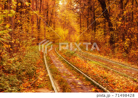 Rails in the forest 71498428