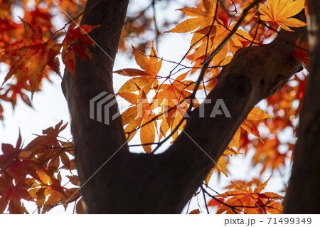 植物 秋 紅葉 71499349