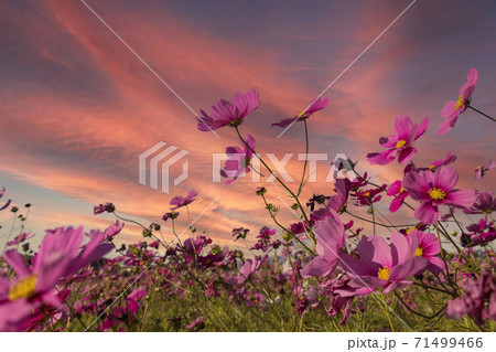 夕暮れのコスモスの花畑 71499466