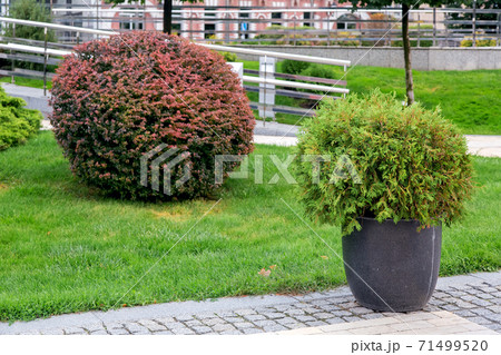 granite pot with an evergreen bush on a pedestrian sidewalk made of stone tiles in a park with a green landscape, greenery background theme, nobody. 71499520