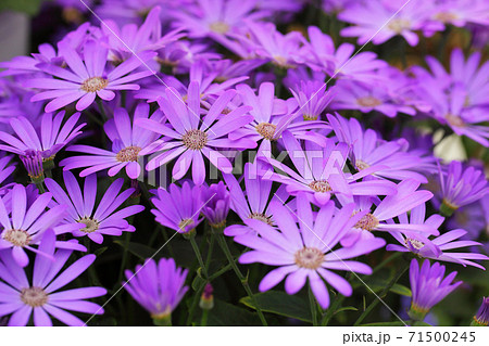 サイネリアの赤紫色の花の写真素材