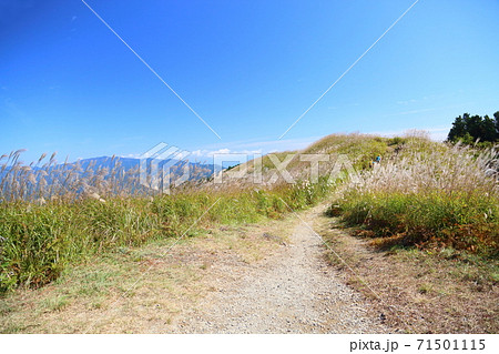 岩湧山 ススキの写真素材