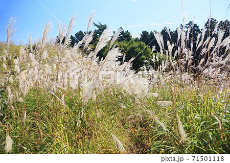 岩湧山　ススキ 71501118