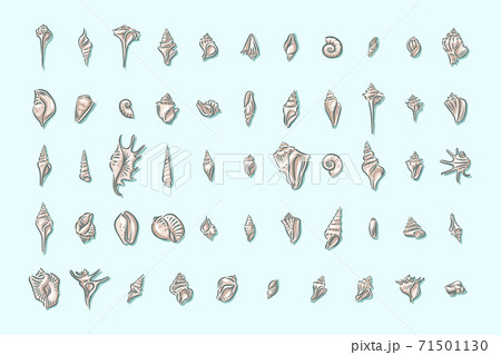 Seashell, shell, sea, mollusk, shellfish, nautical illustration Seashell, shell, sea, mollusk, shellfish, nautical illustration 71501130