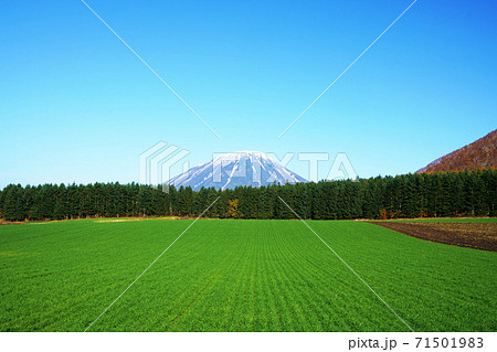 小麦畑と蝦夷富士_羊蹄山 71501983