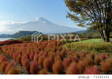 山梨県河口湖よりコキアの紅葉と富士山 山梨県河口湖よりコキアの紅葉と富士山 71502141