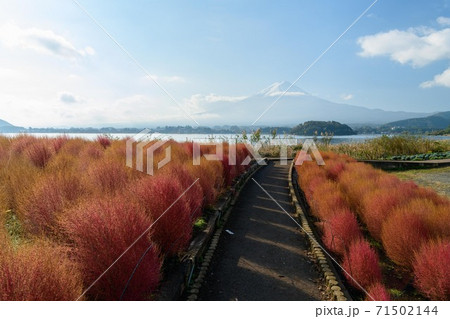 山梨県河口湖よりコキアの紅葉と富士山 71502144