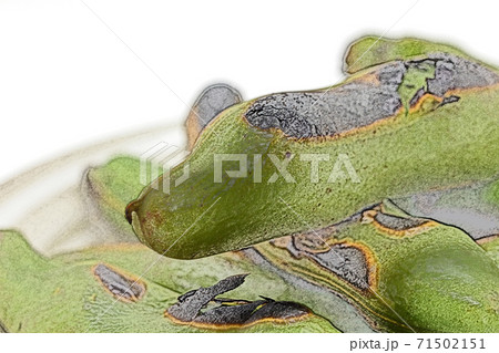家庭的で素朴な自宅調理の「焼きそら豆」色鉛筆画風 家庭的で素朴な自宅調理の「焼きそら豆」色鉛筆画風 71502151