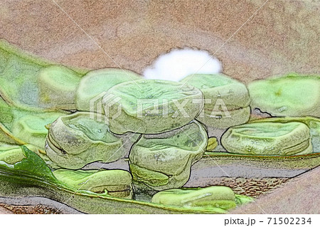 家庭的で素朴な自宅調理の「塩茹でのそら豆」色鉛筆画風 家庭的で素朴な自宅調理の「塩茹でのそら豆」色鉛筆画風 71502234