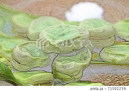 家庭的で素朴な自宅調理の「塩茹でのそら豆」色鉛筆画風 家庭的で素朴な自宅調理の「塩茹でのそら豆」色鉛筆画風 71502259