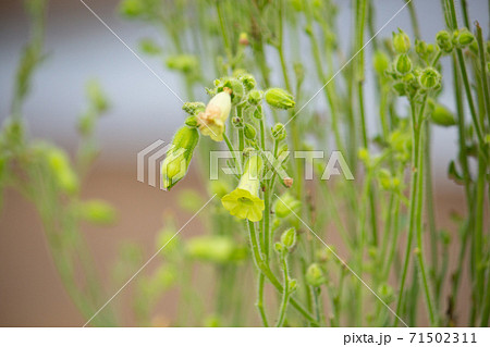 マルバタバコの花 学名 Nicotiana Rustica ニコチアナ ルスティカ の写真素材