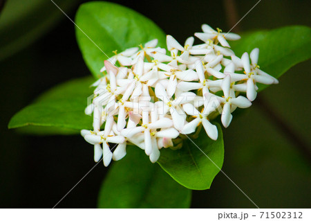 白色の花を咲かせるサンタンカ(山丹花)、学名：Ixora chinensis、熱帯植物（日本、ハウス 71502312