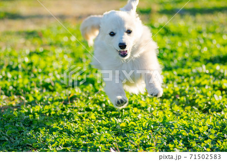 ドックランで楽しそうに遊ぶ子犬　ポメックス 71502583
