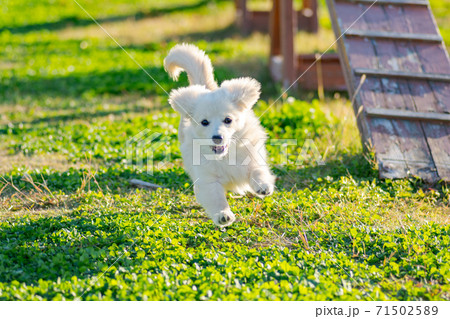 ドックランで楽しそうに遊ぶ子犬　ポメックス 71502589