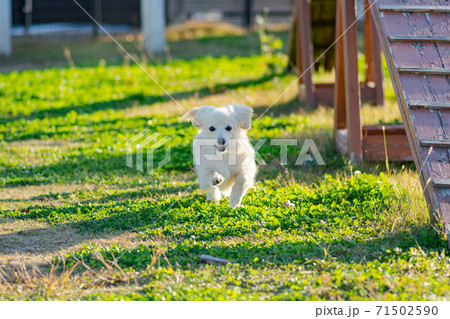 ドックランで楽しそうに遊ぶ子犬　ポメックス 71502590