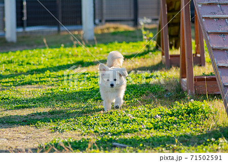 ドックランで楽しそうに遊ぶ子犬　ポメックス 71502591