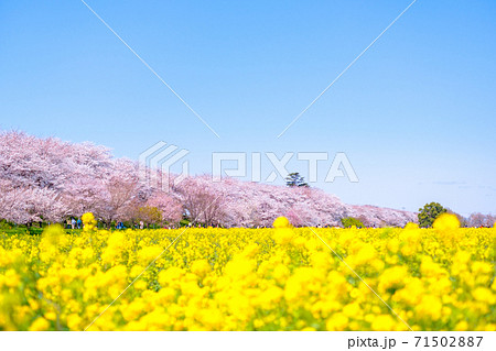 権現堂桜堤 71502887