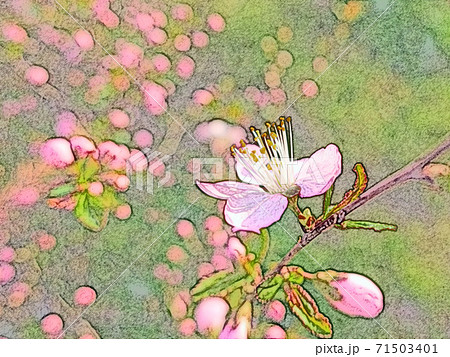 朝日を浴びて幻想的に浮かび上がり生き生きとしているピンク色の花「ニワウメ」色鉛筆画風 71503401