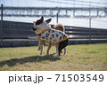 豆柴とボステリ 71503549