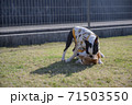 豆柴とボステリ 71503550