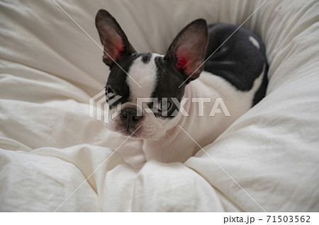 犬 ボストンテリア 子犬の写真素材