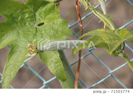 ヘチマの栽培 ヘチマの栽培 71503774