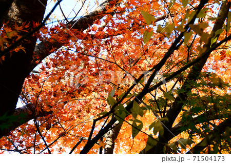 モミジの紅葉・秋のイメージ 71504173
