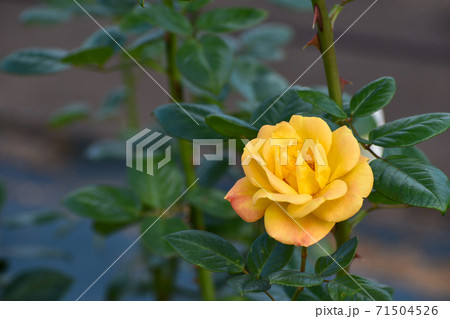 秋のバラ園に咲く黄色い薔薇 秋のバラ園に咲く黄色い薔薇 71504526