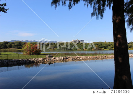昆陽池の風景　野鳥　伊丹市［兵庫県］ 71504556