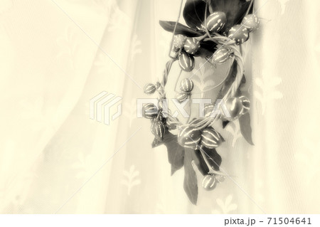 リュウキュウ　スズメウリ 71504641