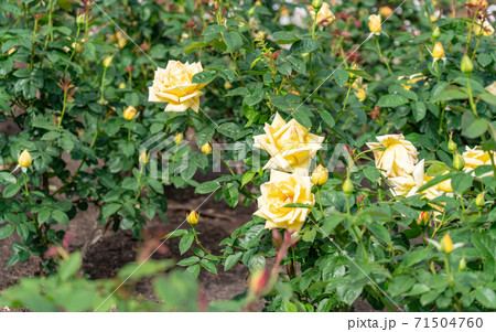 愛知・鶴舞公園散策 愛知・鶴舞公園散策 71504760