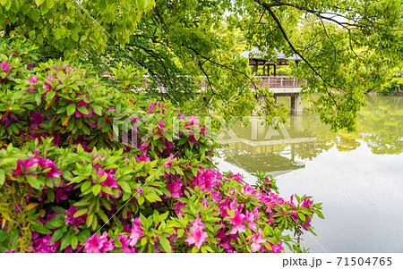 愛知・鶴舞公園散策 愛知・鶴舞公園散策 71504765