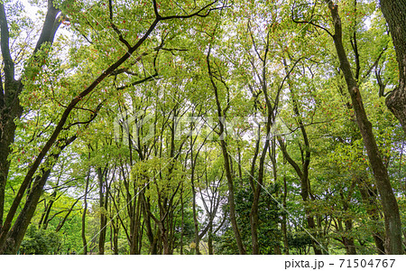 愛知・鶴舞公園散策 71504767