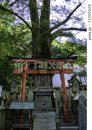 朝護孫子寺 かやの木稲荷 奈良県生駒郡平群町 朝護孫子寺 かやの木稲荷 奈良県生駒郡平群町 71505029