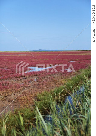 サンゴ草（北海道網走市卯原内） 71505213