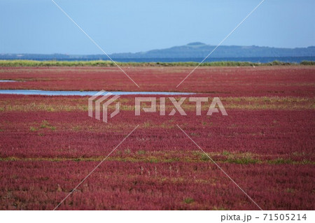 サンゴ草(北海道網走市卯原内) サンゴ草(北海道網走市卯原内) 71505214