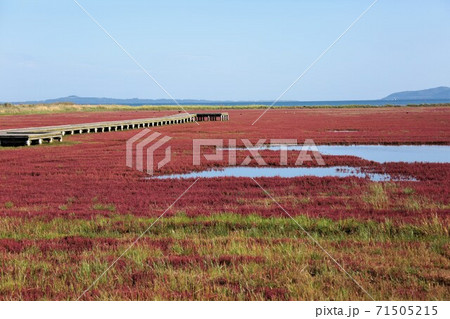 サンゴ草（北海道網走市卯原内） 71505215