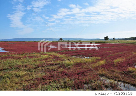 サンゴ草（北海道網走市卯原内） 71505219
