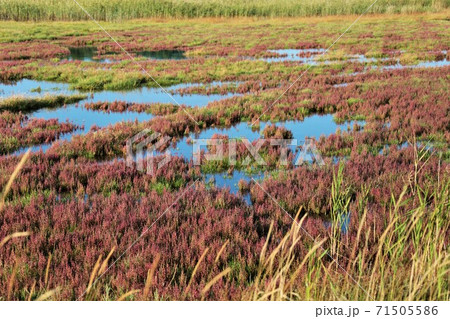 キムアネップ岬・サンゴ草（北海道佐呂間町） 71505586