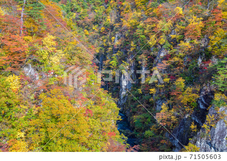 紅葉の鳴子峡 紅葉の鳴子峡 71505603