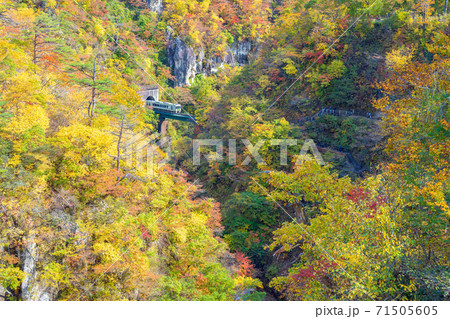 紅葉の鳴子峡 紅葉の鳴子峡 71505605