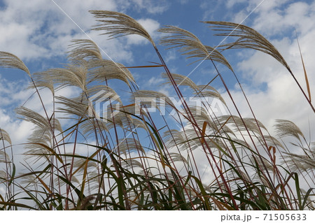 青空の元、秋風にそよぐススキの穂 71505633