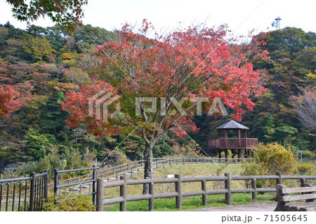 塩原の紅葉 #28 塩原の紅葉 #28 71505645