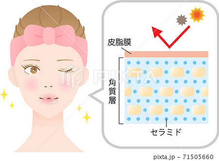 乾燥肌 断面図 女性のイラスト素材