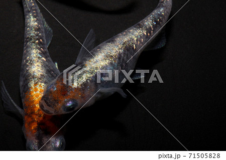 【改良めだか】　三色ラメ体外光　めだか 71505828