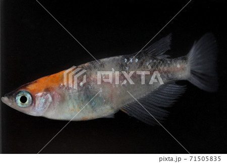 【改良めだか】　三色ラメ 71505835