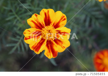 秋の花壇に咲くマリーゴールドのオレンジ色の花の写真素材